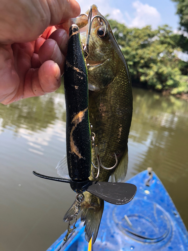 ブラックバスの釣果