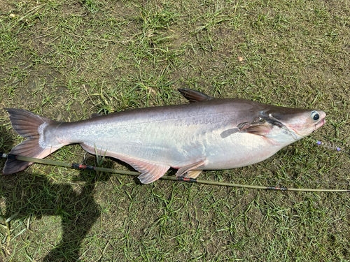 メコンオオナマズの釣果