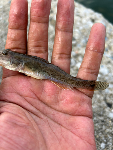 マハゼの釣果