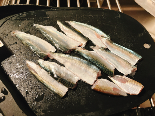 サバの釣果