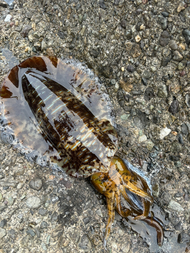 アオリイカの釣果