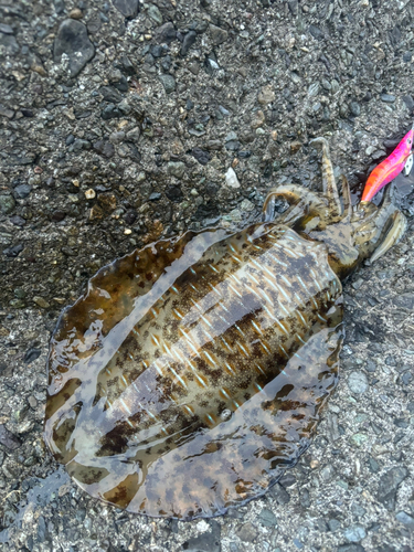 アオリイカの釣果