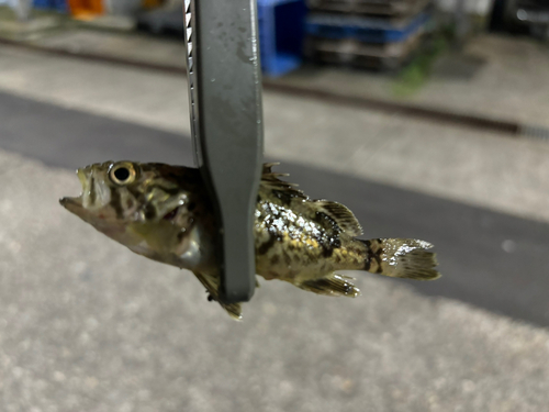 クロソイの釣果