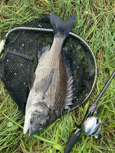 チヌの釣果