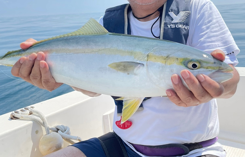 ワラサの釣果