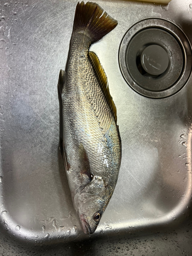 ニベの釣果