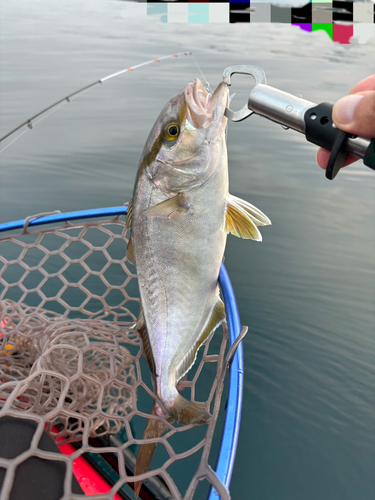 カンパチの釣果