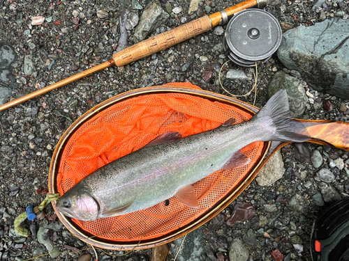 ニジマスの釣果