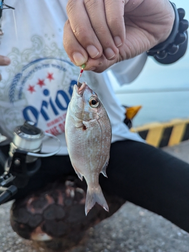 チャリコの釣果