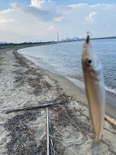 キスの釣果