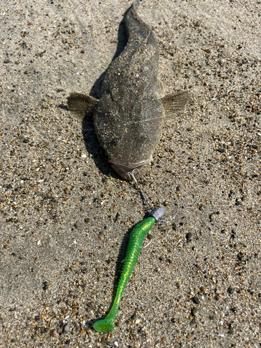 マゴチの釣果