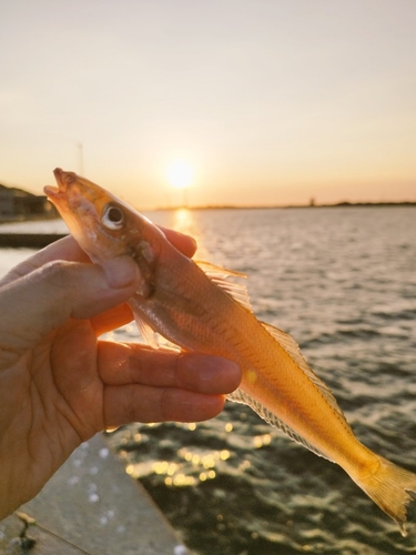 キスの釣果