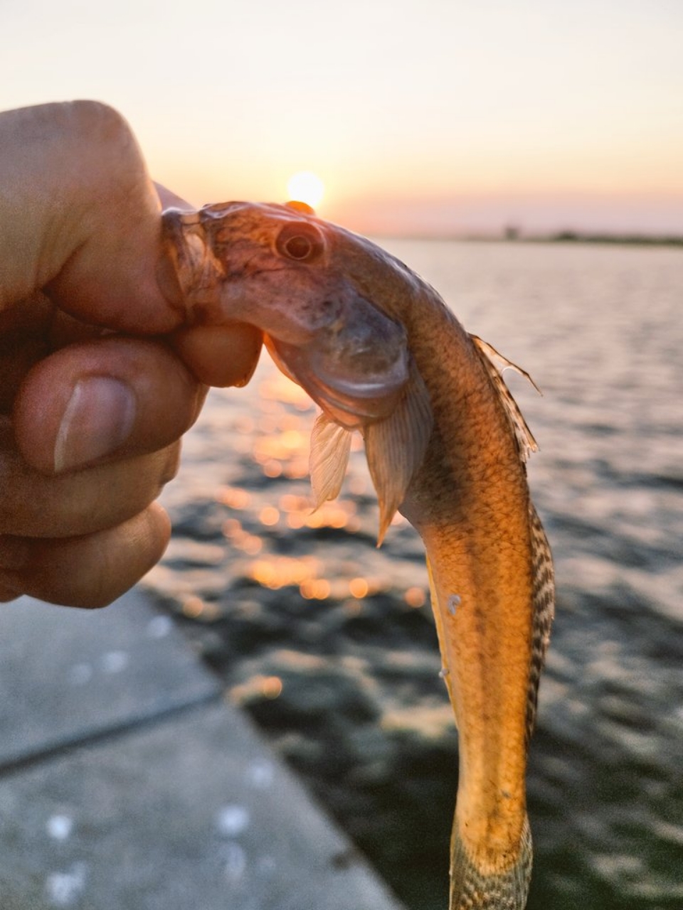 キス