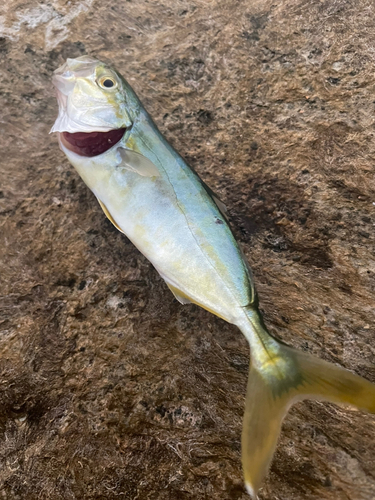 コゾクラの釣果