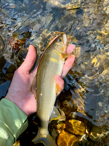 アユの釣果