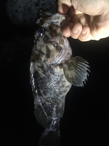 クロソイの釣果