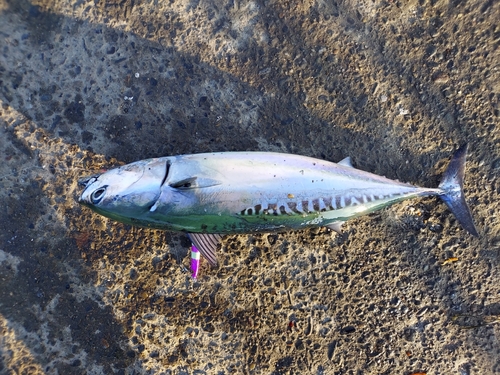 カツオの釣果