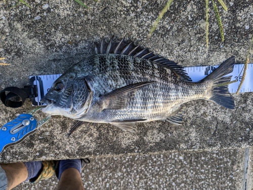 クロダイの釣果