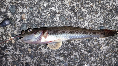 マハゼの釣果