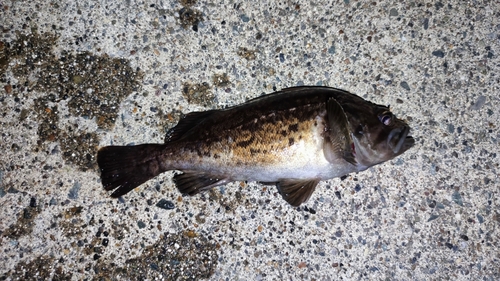 クロソイの釣果