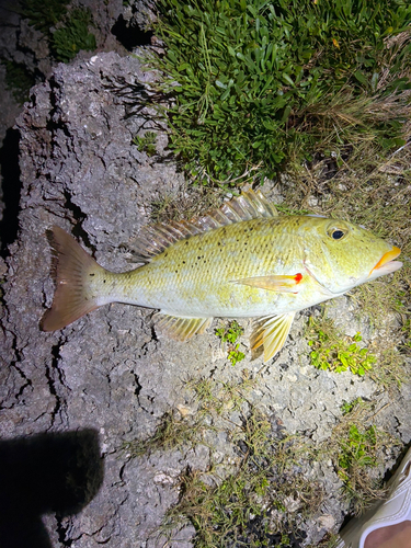 ムネアカクチビの釣果