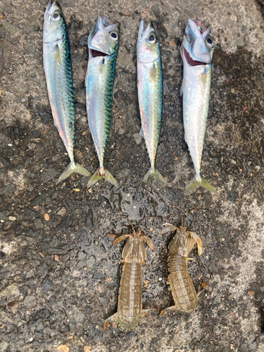 サバの釣果