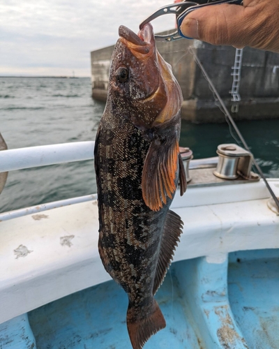 アブラコの釣果