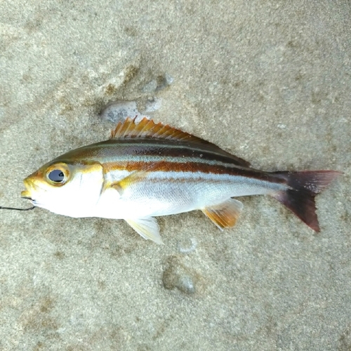 イサキの釣果