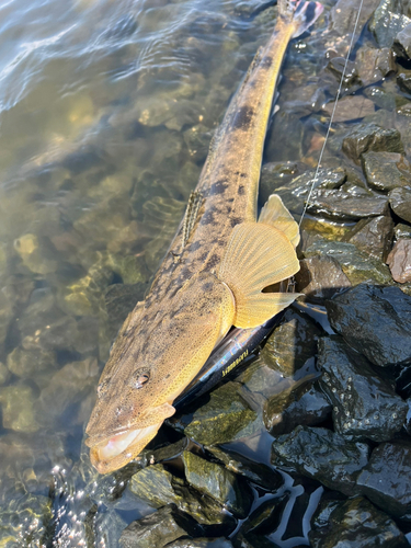 マゴチの釣果