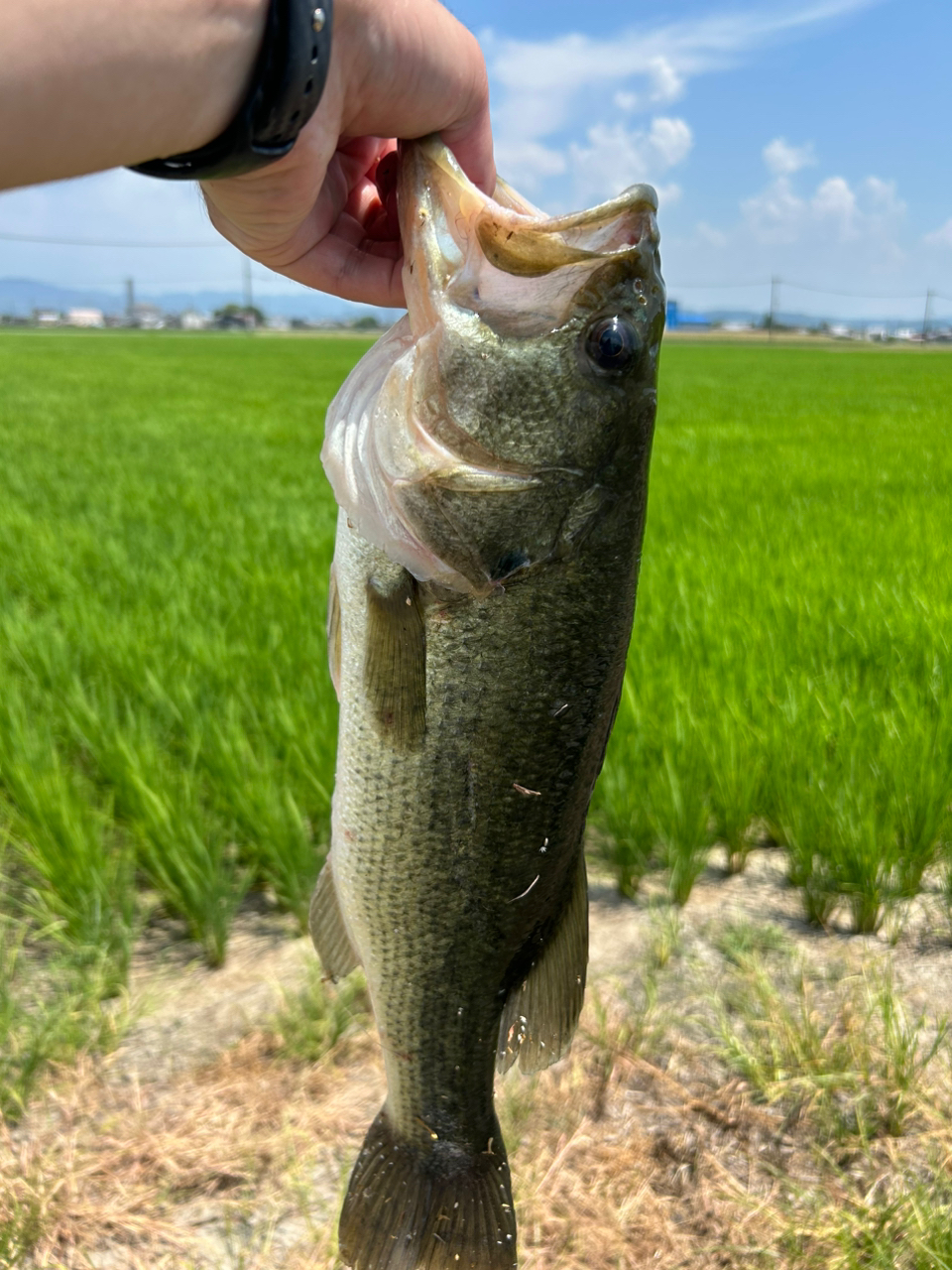 ブラックバス