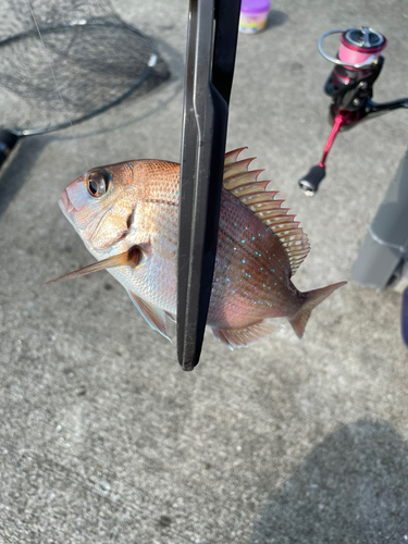 チャリコの釣果