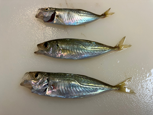 アジの釣果