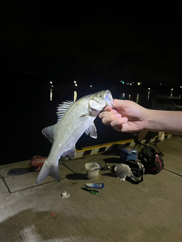 スズキの釣果