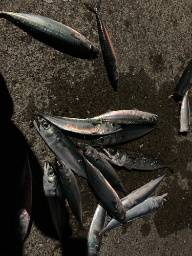 マサバの釣果