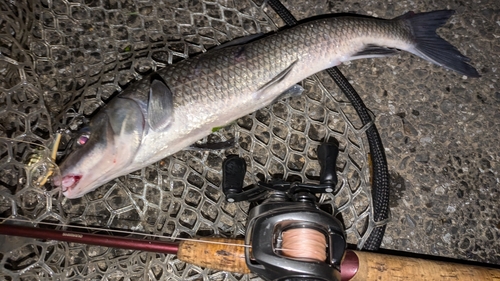 ニゴイの釣果