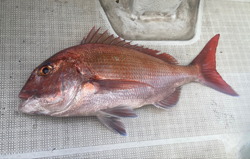 マダイの釣果