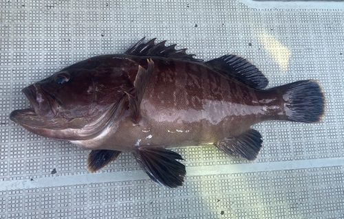 マハタの釣果