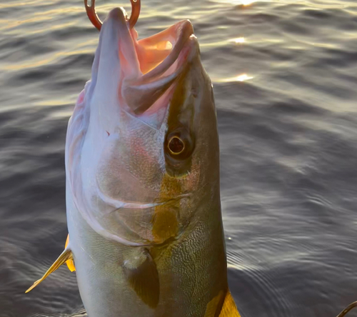 ヒラマサの釣果