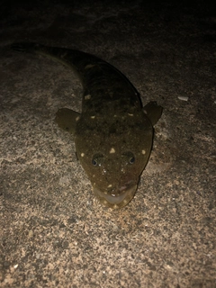 メゴチの釣果