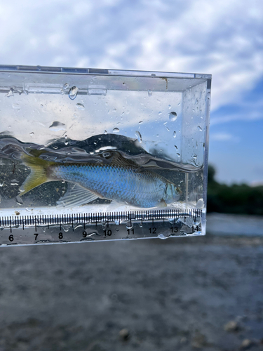 オイカワの釣果