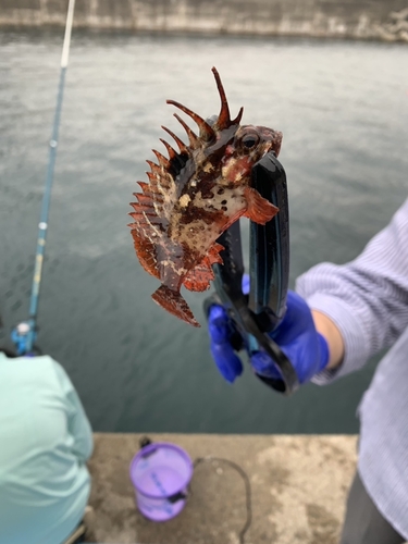 タカノハダイの釣果