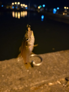 ネンブツダイの釣果