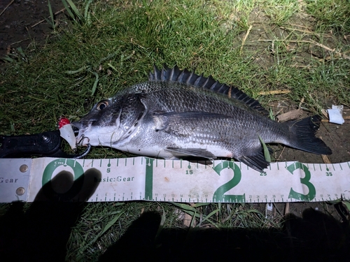 クロダイの釣果