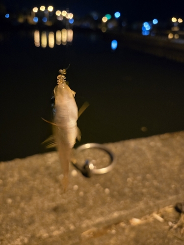 ネンブツダイの釣果