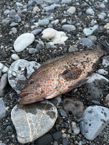 オオモンハタの釣果