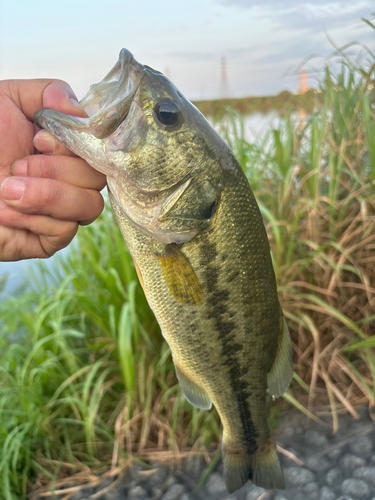 ラージマウスバスの釣果