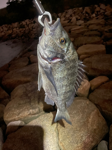 チヌの釣果