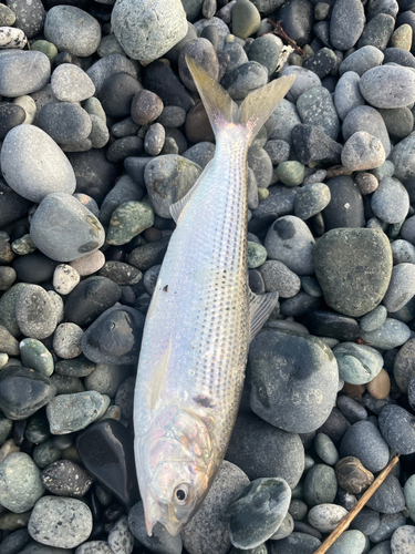 コノシロの釣果