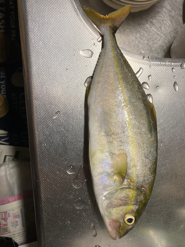 ショゴの釣果