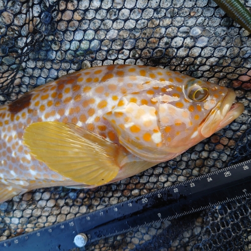 キジハタの釣果